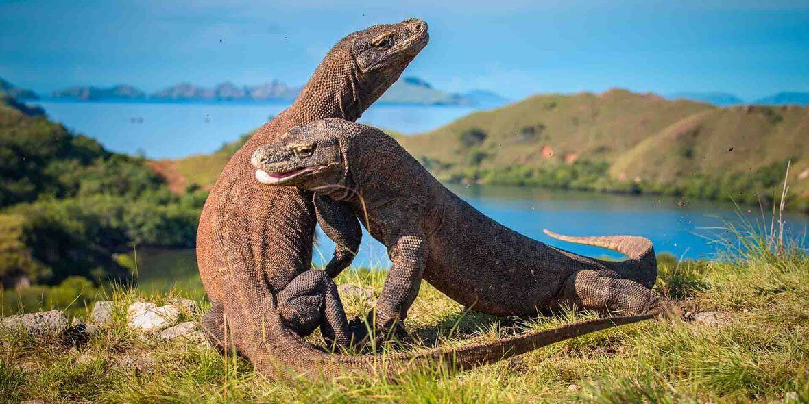 5 Alasan Kamu Harus Mencoba Wisata Pulau Komodo