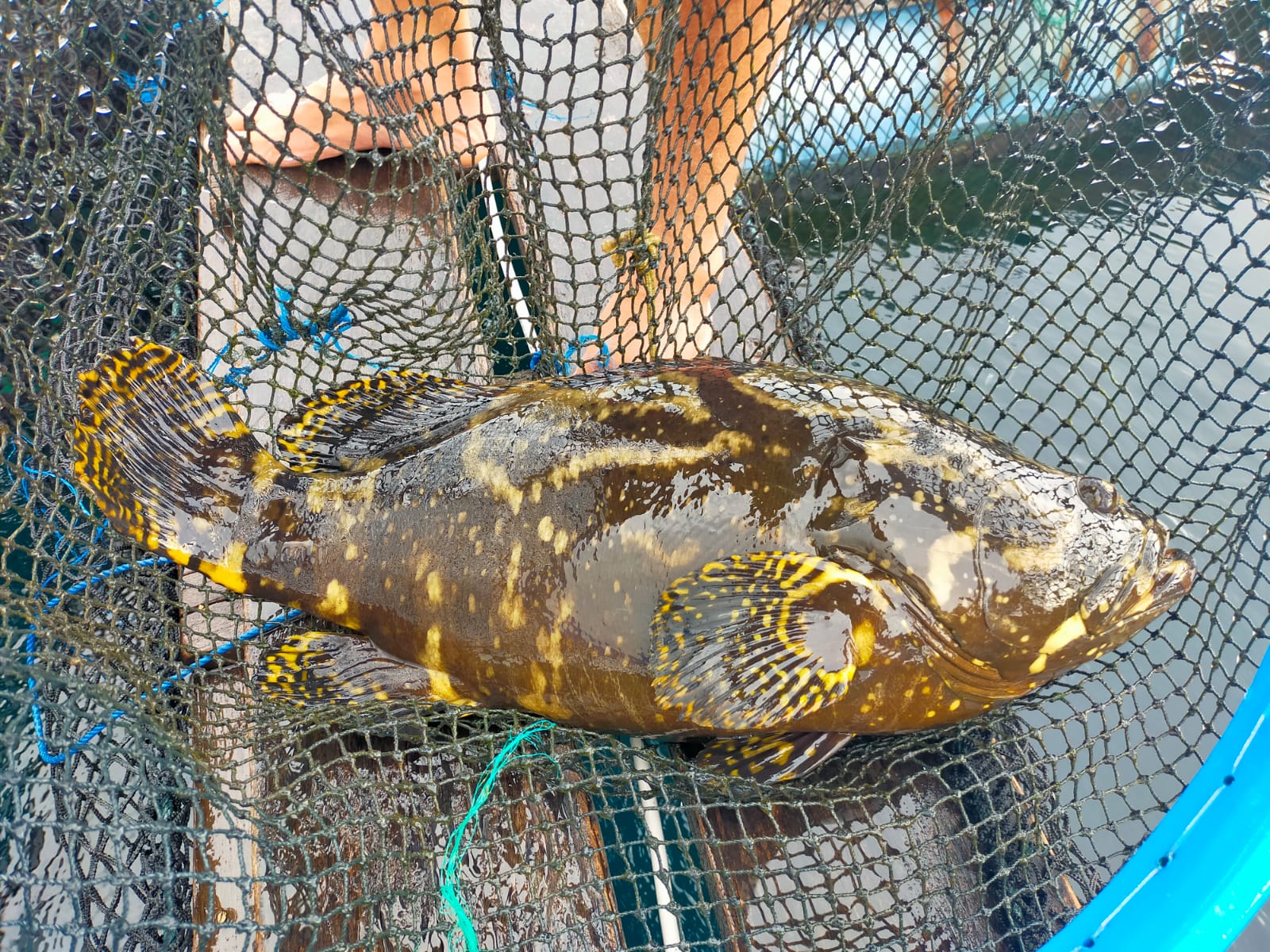 Budidaya Ikan Kerapu: Panduan Lengkap untuk Sukses dalam Beternak Ikan Kerapu