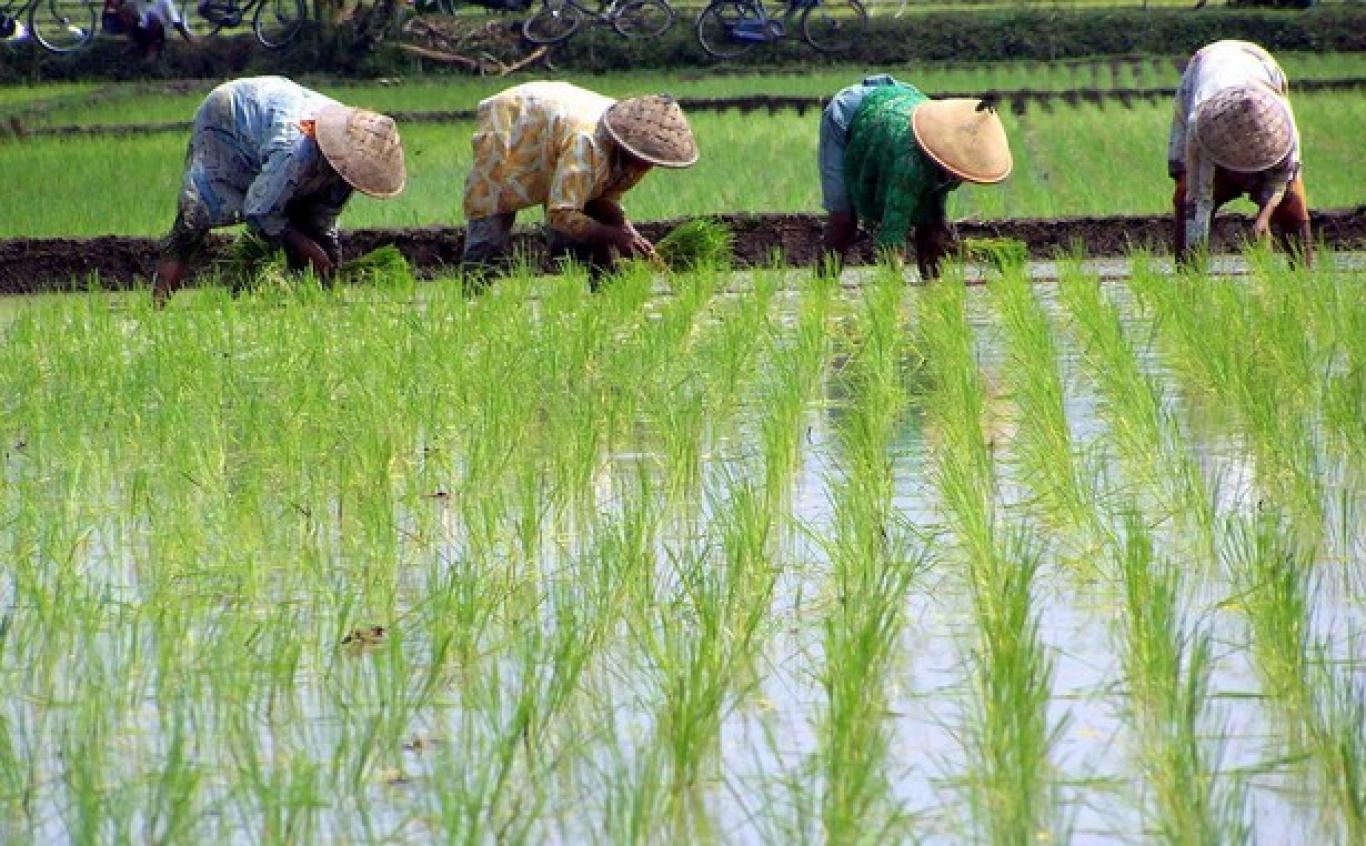 Cara Menanam Padi dengan Benar: Gimana Ya? Ikutin berikut ini