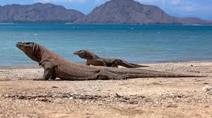 Wisata Pulau Komodo di NTT Menyusuri Keindahan Alam dan Keunikan Satwa Langka