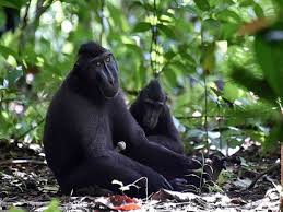 Menyelami Keindahan Alam di Wisata Cagar Alam Tangkoko, Sulawesi