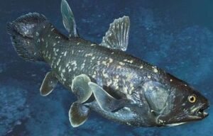 Penampakan Coelacanth di Gorontalo: Ikan Purba yang Kembali Ditemukan