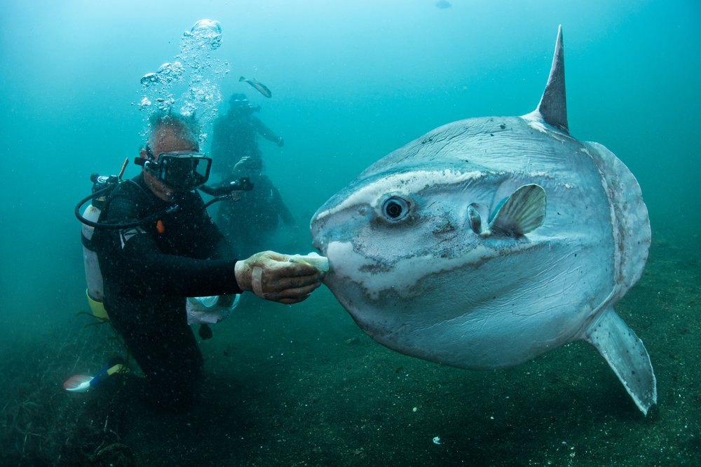 Kisah Mambo, Ikan Mola-mola di Jepang yang Mengalami Kesepian dan Akhirnya Mau Makan Usai Melihat Foto Manusia