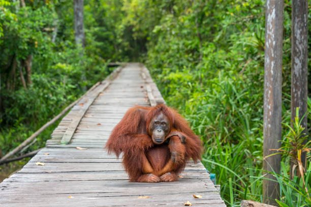 Eksplorasi Keindahan Taman Nasional Tanjung Puting: Surga Alam di Kalimantan Tengah