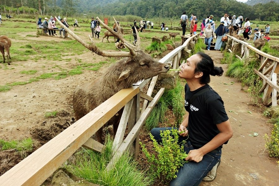 Ranca Upas Bandung: Wisata Alam yang Menyegarkan dan Penuh Pesona