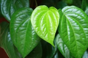 5 Daun Ampuh Redakan Sakit Gigi: Solusi Alami untuk Bye-Bye Cenat-Cenut!