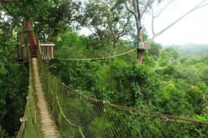 Petualangan di Atas Pohon: Jelajahi Bukit Bangkirai, Surga Hijau di Jantung Balikpapan
