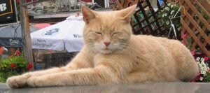Dari Meong Jadi Wali Kota: Kisah Legendaris Stubbs, Si Kucing Pemimpin Kota Alaska