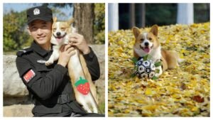 Aksi Lucu Anjing Polisi di China: Curi Sosis Saat Patroli, Polisi Minta Maaf