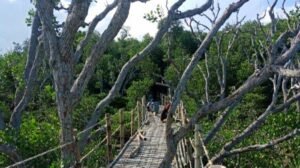 Eksplorasi Hijau di Tepi Laut: Menyusuri Keindahan Wisata Hutan Mangrove Saluleang