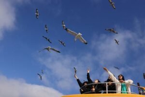 Atraksi Baru di Langit Bosphorus: Wisatawan Berlomba Beri Makan Burung Camar dari Atas Kapal
