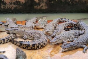 Wisata Edukasi yang Mendebarkan: Menjelajah Penangkaran Buaya Asam Kumbang Medan