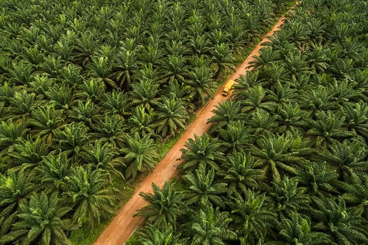 Inovasi di Dunia Perkebunan: Membangun Masa Depan Pertanian yang Berkelanjutan dan Efisien