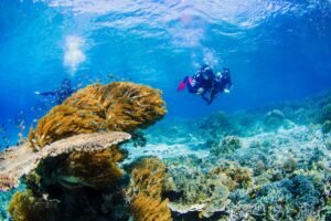 Judul Utama: Raja Ampat: Surga Tersembunyi Para Penyelam – Panduan Lengkap Diving Terbaik