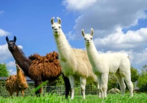 LLaMA: Terobosan Meta dalam Model Bahasa Besar Sumber Terbuka