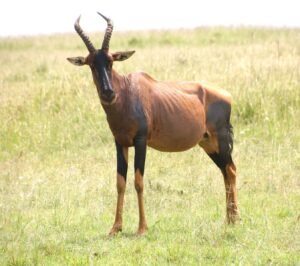 Topi Olahraga: Lebih dari Sekadar Aksesori, Investasi untuk Performa dan Gaya