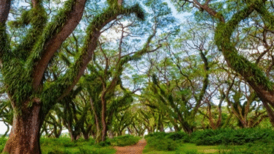 Menjelajahi Empat Pesona Alam Banyuwangi Terbaik