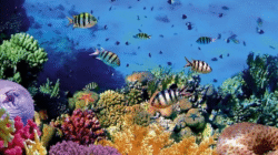 Keajaiban Bawah Laut Bunaken Pikat Wisatawan Dunia