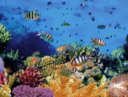 Keajaiban Bawah Laut Bunaken Pikat Wisatawan Dunia